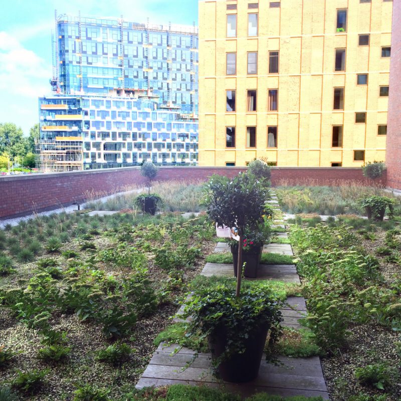 Groen dak met kruiden en olijfbomen Amsterdam Weerproof