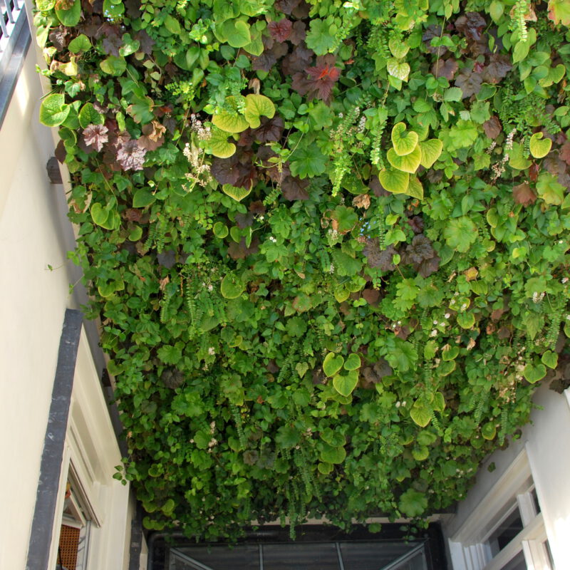 Groene gevel van Sempergreen in binnenplaatsje tegen hitte Keizersgracht Amsterdam Weerproof