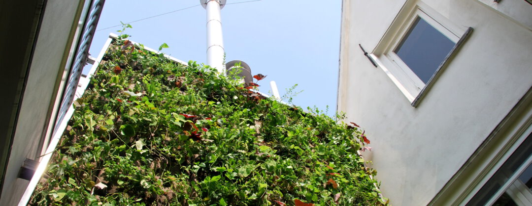 Groene gevel van Sempergreen in binnenplaatsje tegen hitte Keizersgracht Amsterdam Weerproof