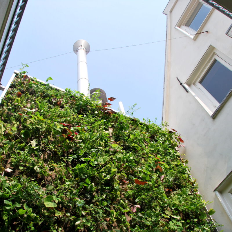 Groene gevel van Sempergreen in binnenplaatsje tegen hitte Keizersgracht Amsterdam Weerproof