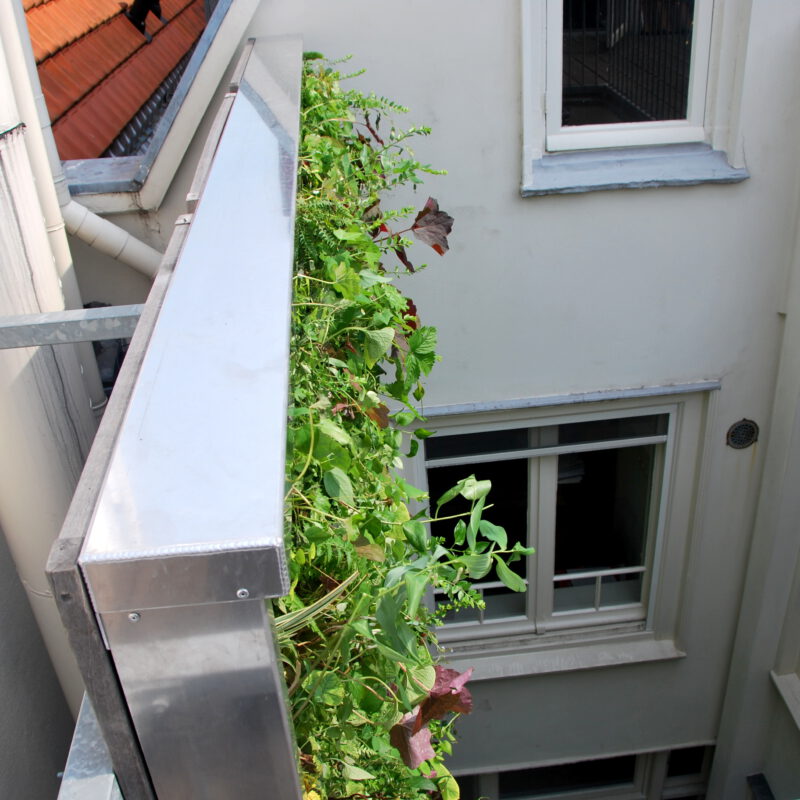 Groene gevel in binnenplaatsje tegen hitte Keizersgracht Amsterdam Weerproof