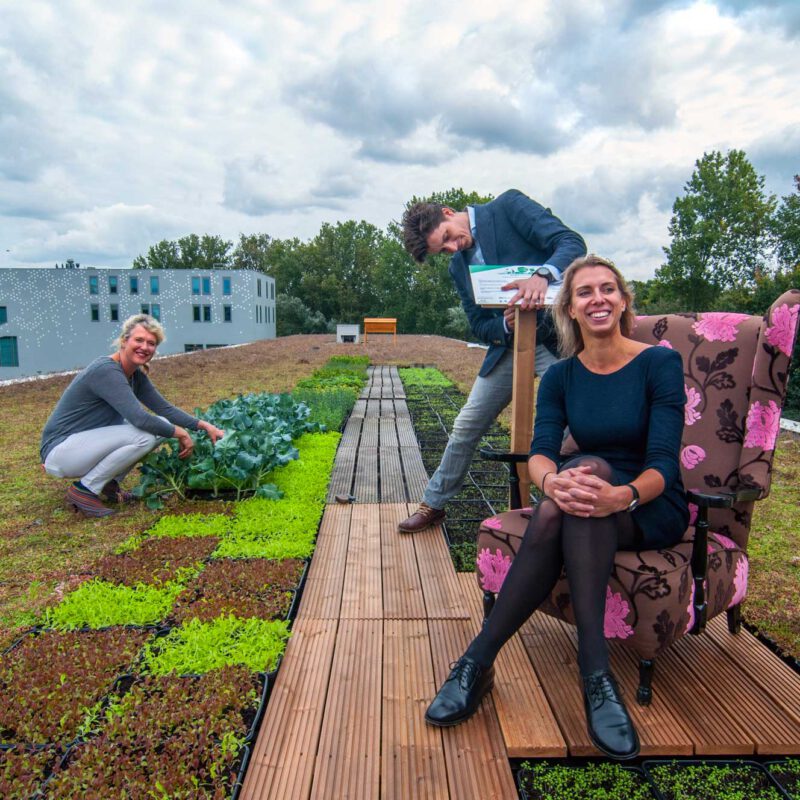 Polderdak met zonnepanelen en groene vegetatie Amsterdam Weerproof