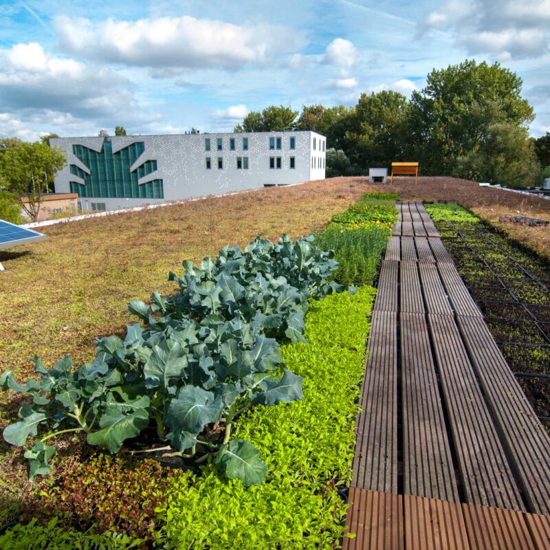 Polderdak met zonnepanelen en groene vegetatie Amsterdam Weerproof