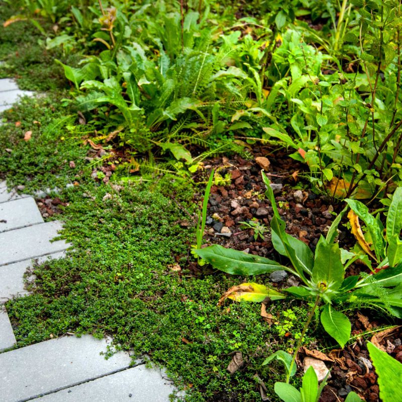 Groene regentuin Amsterdam Weerproof