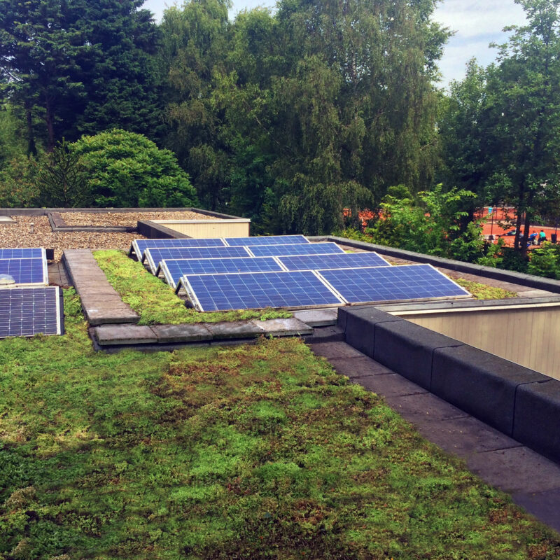Groene vegetatie, sedum en zonnepanelen op groen dak Amsterdam Weerproof