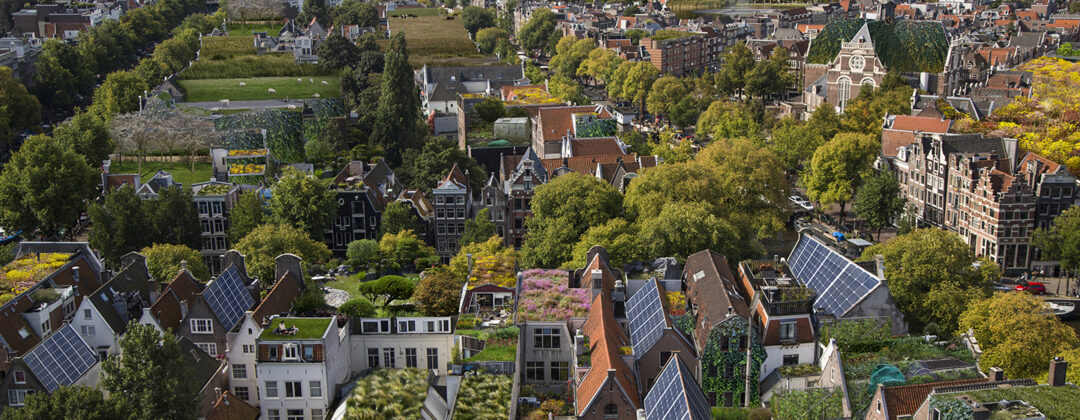 Jordaan vol met groene daken Rooftop Revolution Amsterdam Weerproof