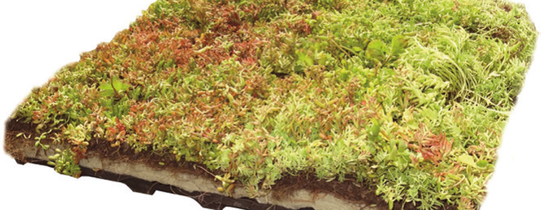 Groen dak vierkante meter Amsterdam Weerproof