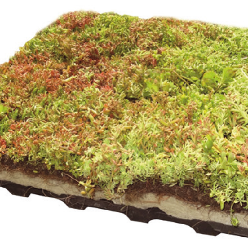 Groene vegetatie voor op groen dak Amsterdam Weerproof