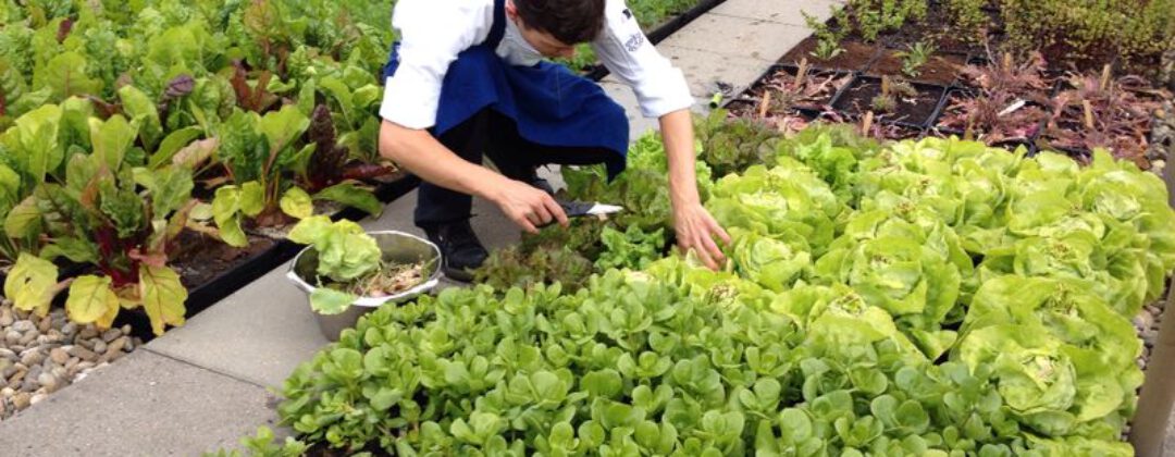 Groen dak met groente bij Rooffood restaurant Vermeer Amsterdam Weerproof