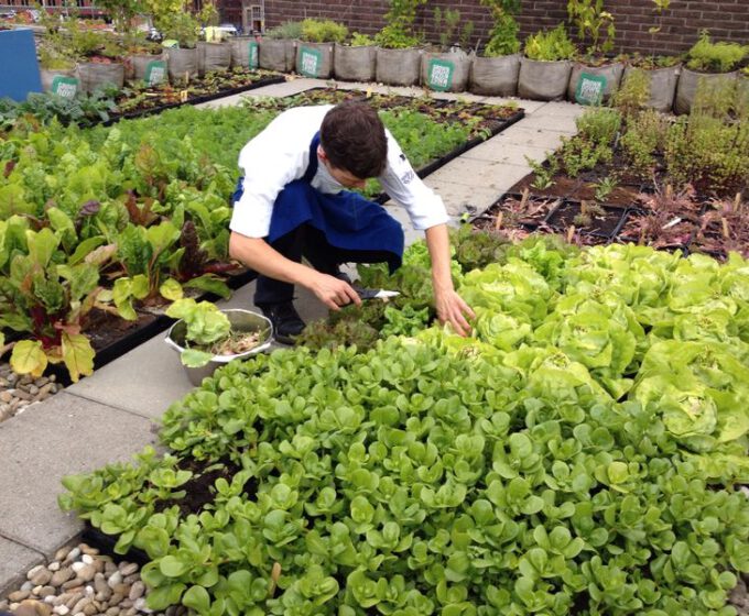 Groen dak met groente bij Rooffood restaurant Vermeer Amsterdam Weerproof