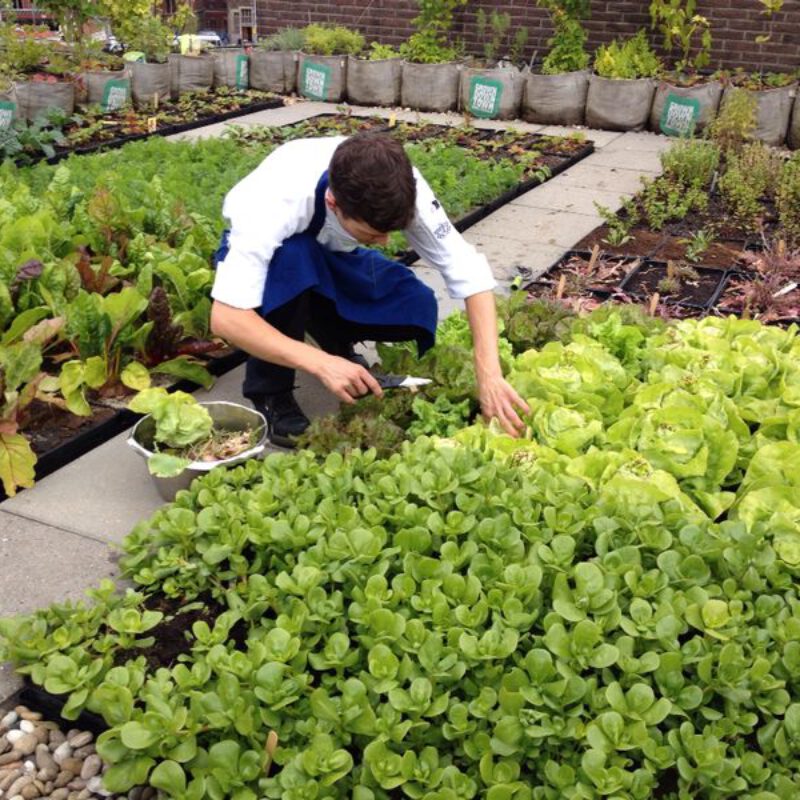Groen dak met groente bij Rooffood restaurant Vermeer Amsterdam Weerproof