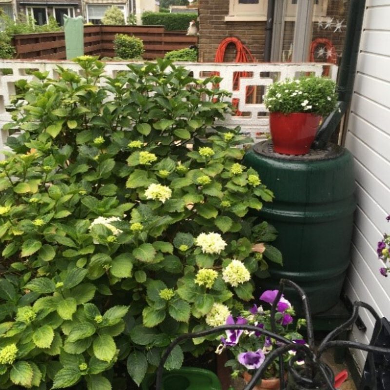 Regenton met bloemen Amsterdam Weerproof