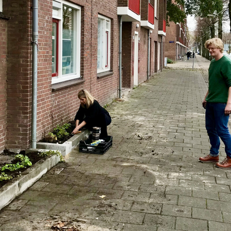 Vrijwilligers leggen 1000e geveltuin aan Amsterdam Weerproof