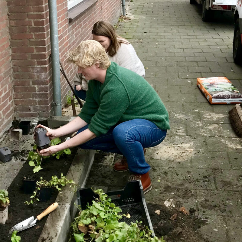 Vrijwilligers leggen 1000e geveltuin aan Amsterdam Weerproof