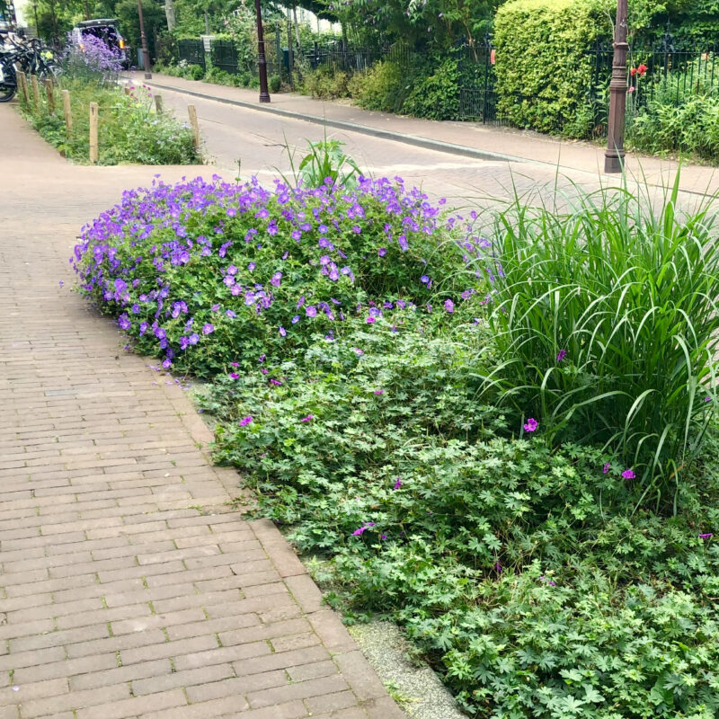 Groen bij herinrichting Bellamybuurt tegen extreme regen Amsterdam Weerproof