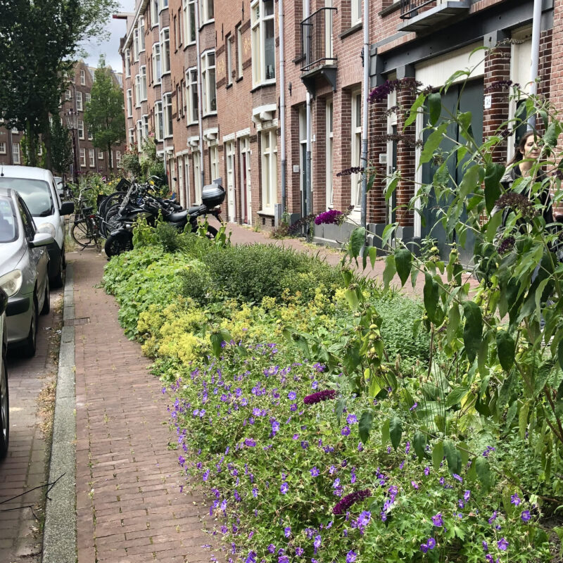 Groen bij herinrichting Bellamybuurt tegen overstromingsrisico Amsterdam Weerproof
