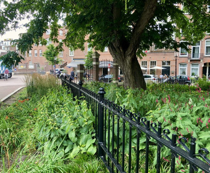 Groen bij herinrichting Bellamybuurt tegen extreme regen Amsterdam Weerproof