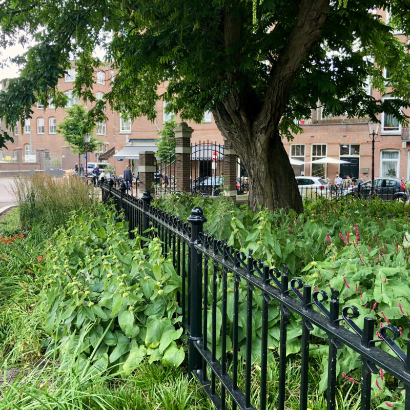 Groen bij herinrichting Bellamybuurt tegen extreme regen Amsterdam Weerproof