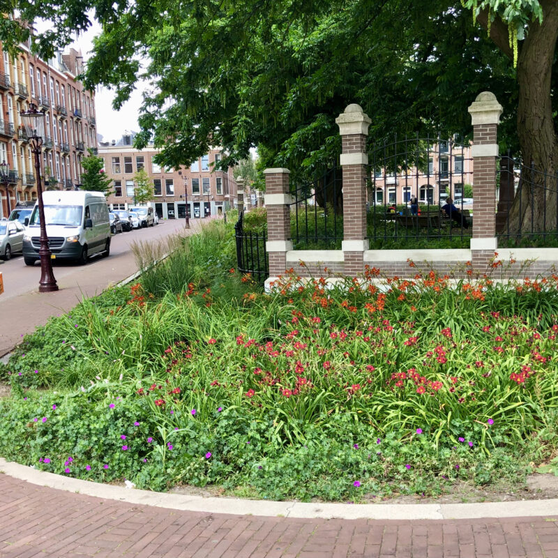 Groen bij herinrichting Bellamybuurt tegen extreme regen Amsterdam Weerproof