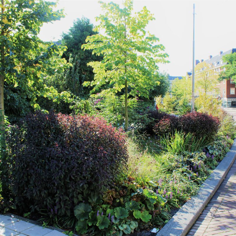 Groen wadi's bij merwedeplein Amsterdam Weerproof