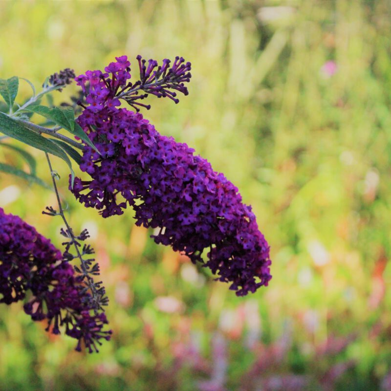 Bloemen Amsterdam Weerproof