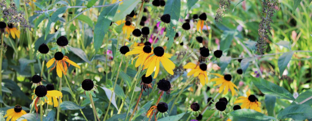 Bloemen op Merwedeplein Amsterdam Weerproof