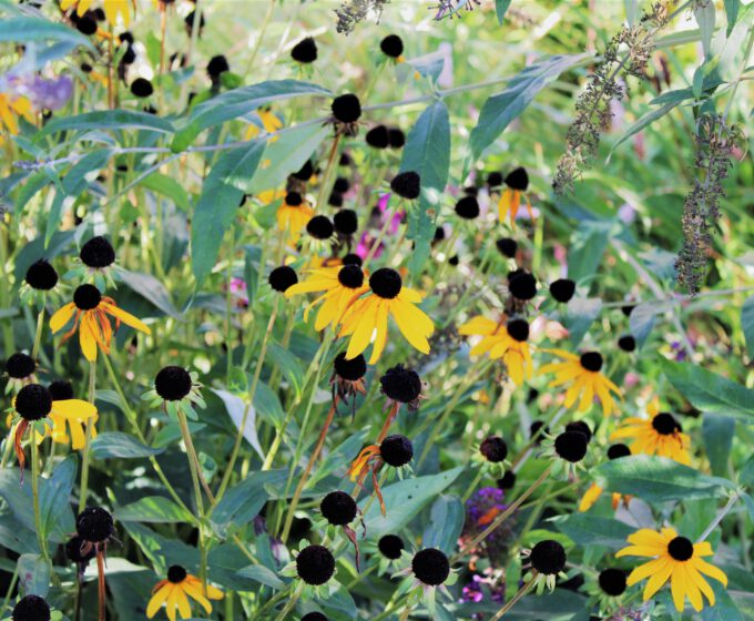 Bloemen op Merwedeplein Amsterdam Weerproof