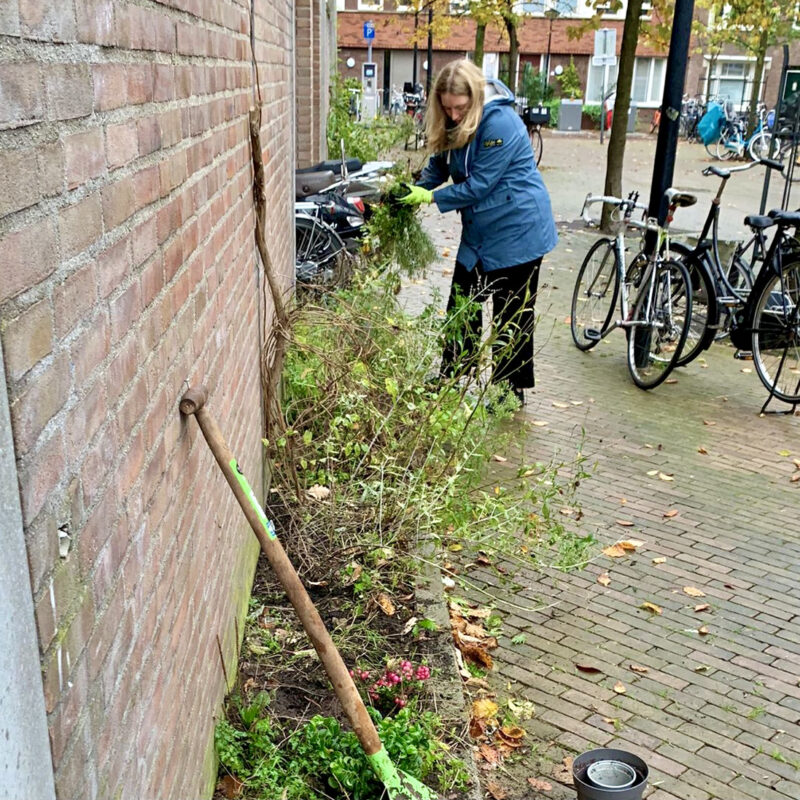 Vrijwilligers van Eigen Haard leggen geveltuin aan Amsterdam Weerproof