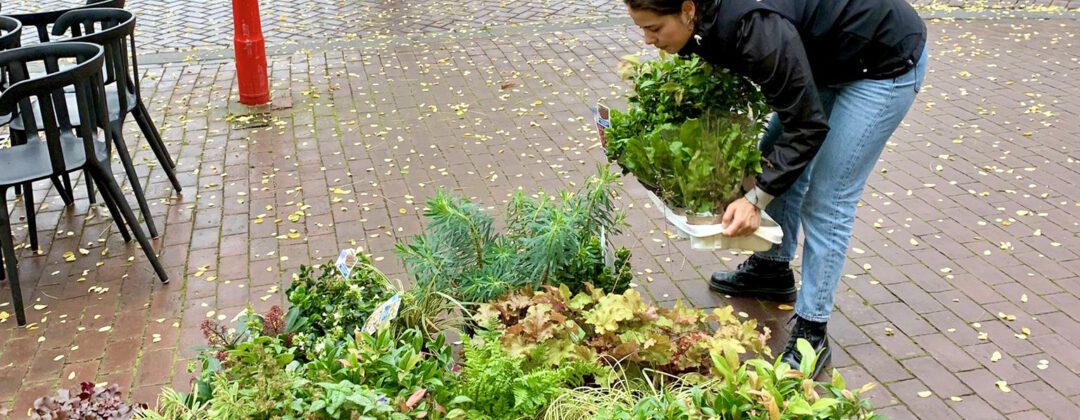 Vrijwilligers van Eigen Haard leggen geveltuin aan Amsterdam Weerproof