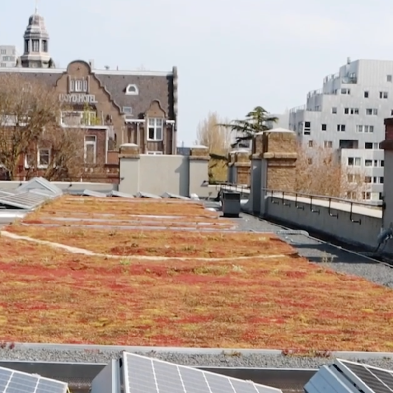 Groenblauw dak op gemeentelijk vastgoed met zonnepanelen Amsterdam Weerproof