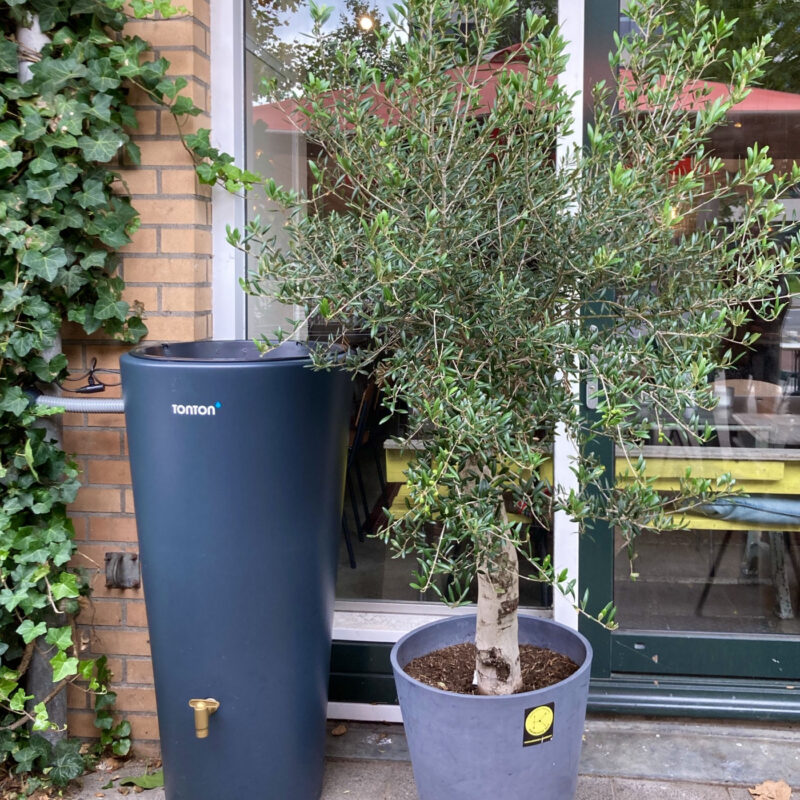 Regenton van TonTon op terras van Knowledge Mile Amsterdam Weerproof