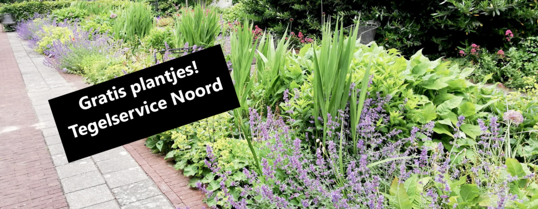 Gratis plantjes actie bij de Tegelservice in Noord door Amsterdam Weerproof