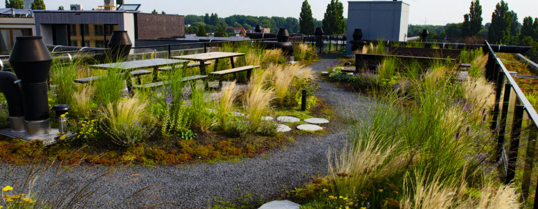 Groen dak met pad en bankjes bij het gratis dakadvies van Amsterdam Weerproof