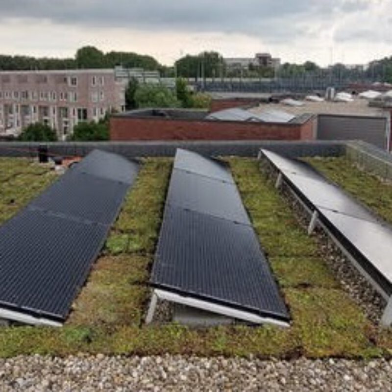 Zonnepanelen op een groen dak door de Groendakspecialist
