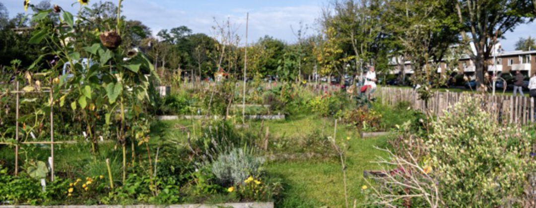 Groene klimaattuin met zonnebloemen op het Meerwaldplantsoen Amsterdam Weerproof