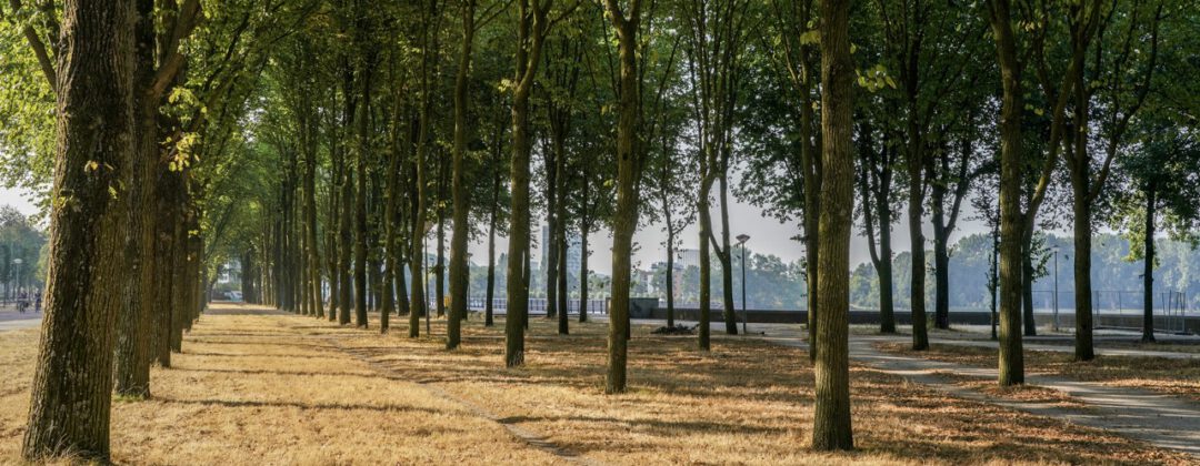 Droog gras met groene bomen bij de Sloterplas Amsterdam Weerproof