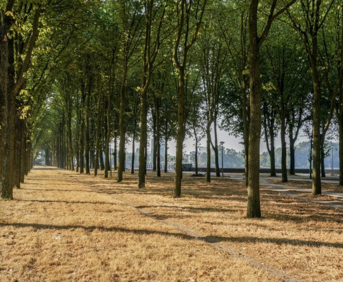 Droog gras met groene bomen bij de Sloterplas Amsterdam Weerproof
