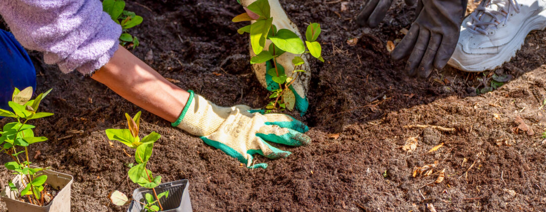 Agenda groenmarkt tuinpark wijkergouw