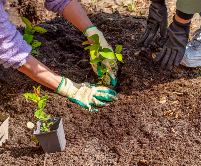 Agenda groenmarkt tuinpark wijkergouw