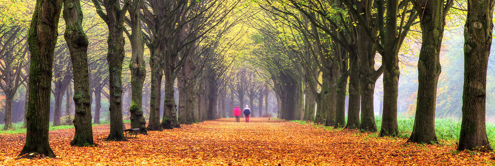 herfst amsterdamse bos